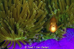My Purple Bed. 

Clown fish in its anemone home by Peet J Van Eeden 